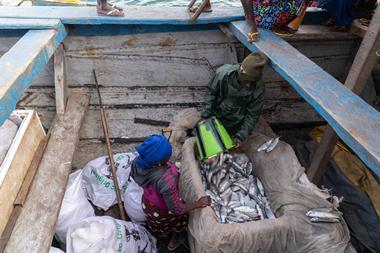 Artisanal fishers take their catch to Bissau, where it will be sold at Bandim port