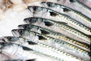 Northeast Atlantic mackerel