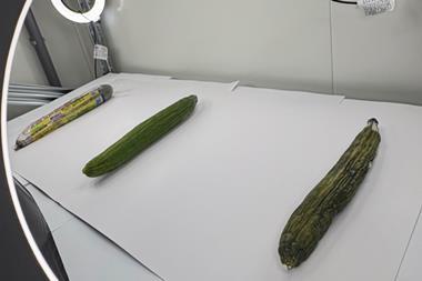Marea cucumbers