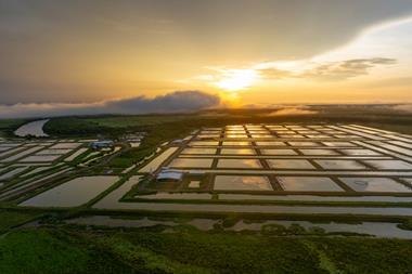 Humpty Doo barramundi farm in Northern Territory Australia