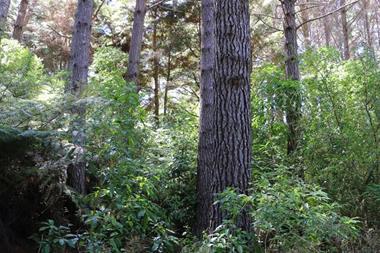A regenerating native forest - Te Ika-a-Māui North Island - Aotearoa NZ