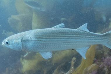 Mújol_(Mugil_cephalus),_Parque_natural_de_la_Arrábida,_Portugal,_2021-09-09,_DD_25
