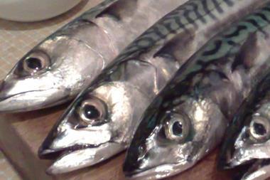 Mackerel