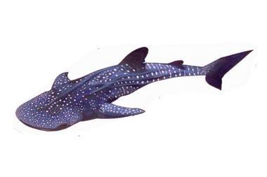 whale shark
