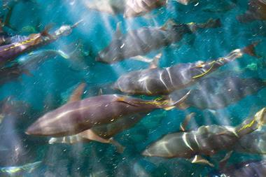 Atlantic bluefin tuna has made progress in the East Atlantic and Mediterranean