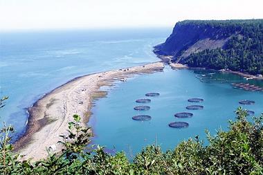 The image shows an overhead shot of Atlantic salmon holding pens in New Brunswick