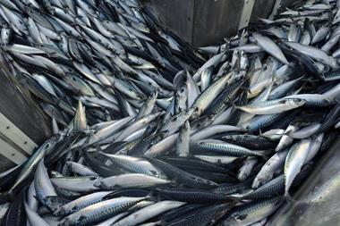 mackerel