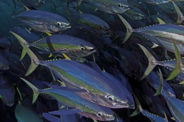 Tuna