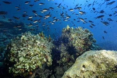 A shoal of fish in Turkey’s Mediterranean coast
