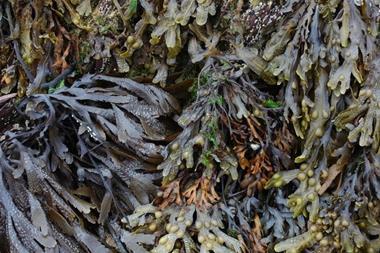 Seaweed