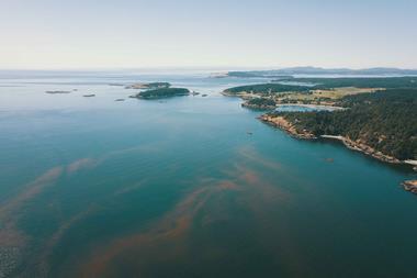Algal Bloom