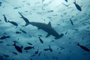 Shark League