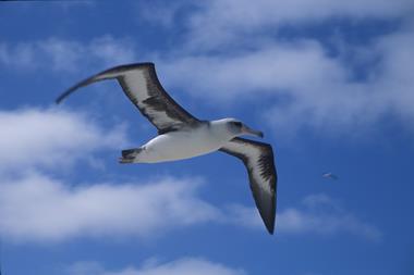 laysan-albatross