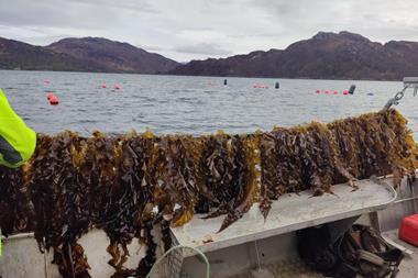 UK Seaweed