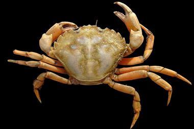 A close up image of the European Green Crab on a black background