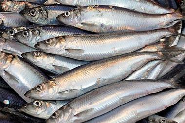 North Sea herring