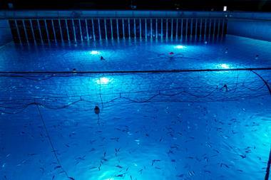 Andfjord Salmon smolt release K0 Kvalnes 2025