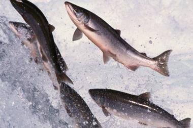 BIM withdraws salmon farm application in Galway Bay