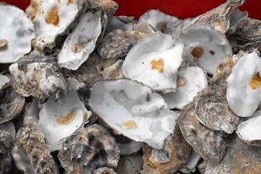 Oysters can provide 'services' that can outweigh their harvest value  Photo: © Penny Mayes/CC BY-SA 2.0