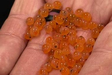 Trout eggs