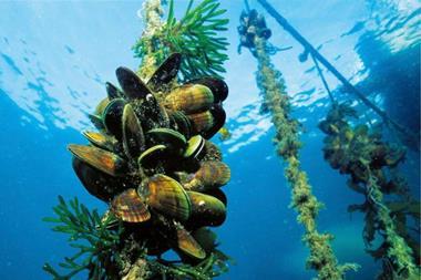 Underwater image of mussels being grown on a rope