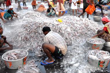 India fisheries