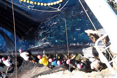 ISSF land-based tuna production