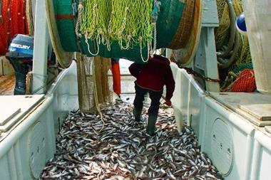 Alaska pollock catch