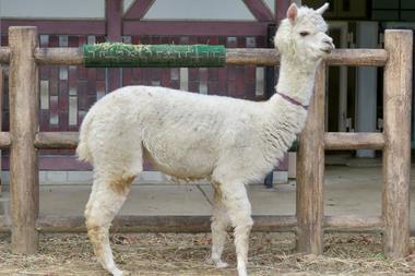 Alpaca in a zoo