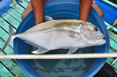 Giant trevally with measuring strip being held over a blue bucket of water