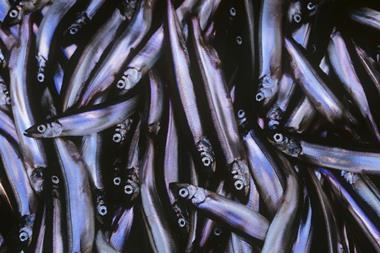 Capelin