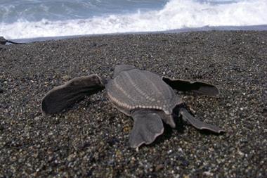 Leatherback turtle. Credit: NOAA