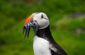 Puffin with sandeels