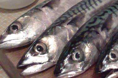 Iceland mackerel