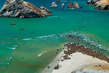 Wildlife Watching in Paracas - Promperu