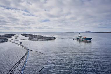 Salmon farming