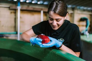 aquaculture worker holding a red cleaner fish by an indoor tank
