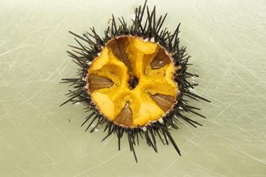 Sea urchin aquaculture project