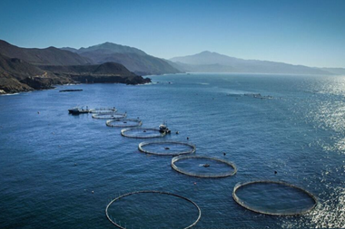 Fish Farming in Mexico