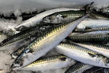 mackerel-sample-credit-nefsc