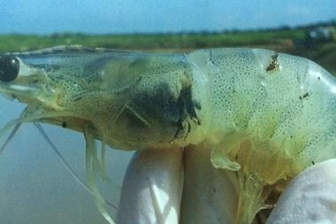 Shrimp, Thainamviet