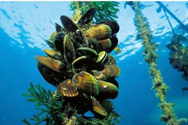 The image shows mussels being grown underwater in a seafood farm