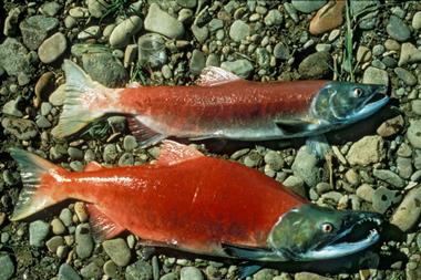 Sockeye salmon