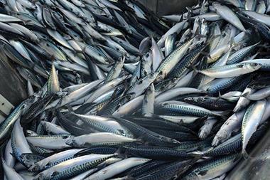 Northeast Atlantic mackerel