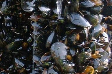 Scottish rope grown mussels