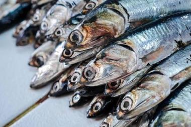 Peru anchovy