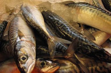 Northeast Atlantic mackerel