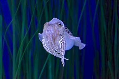 Cuttlefish