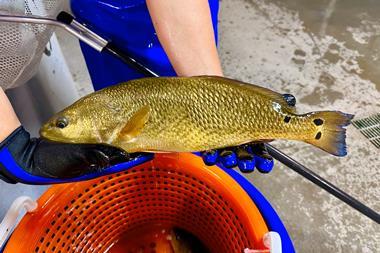 Pine Island Redfish