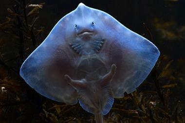 The image shows a Greenpeace picture of the Thornback Ray